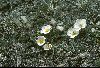 <em>Ranunculus acetosellifolius</em>